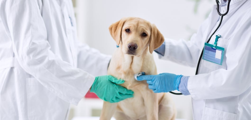 dog visiting the vet