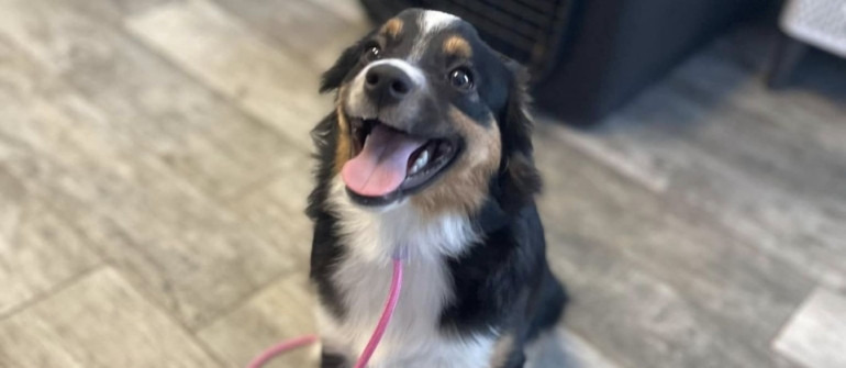 Dog Training Equipment Guide: Choosing the Right Tools for Your Dog
