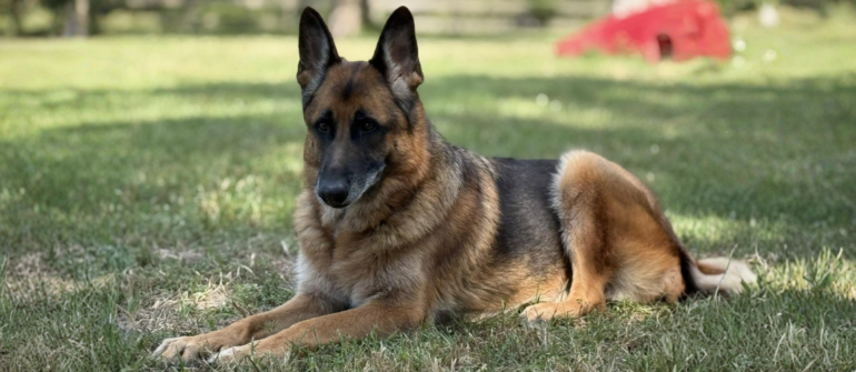 How to Train a German Shepherd in Montgomery County