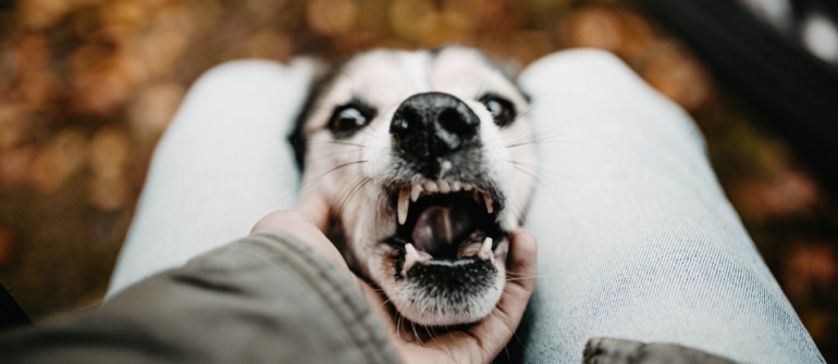 Training Aggressive Dogs Safely: How Board & Train and Private Lessons Manage the Risk