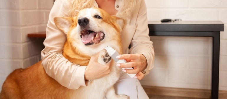Nail Trimming Training: Teaching Your Dog to Accept Grooming
