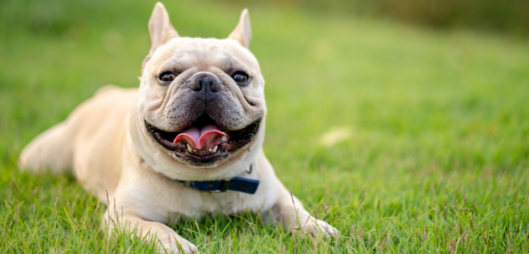 A cream French Bulldog wearing a dark blue collar lies in a sunny green field, smiling at the camera with its tongue out.