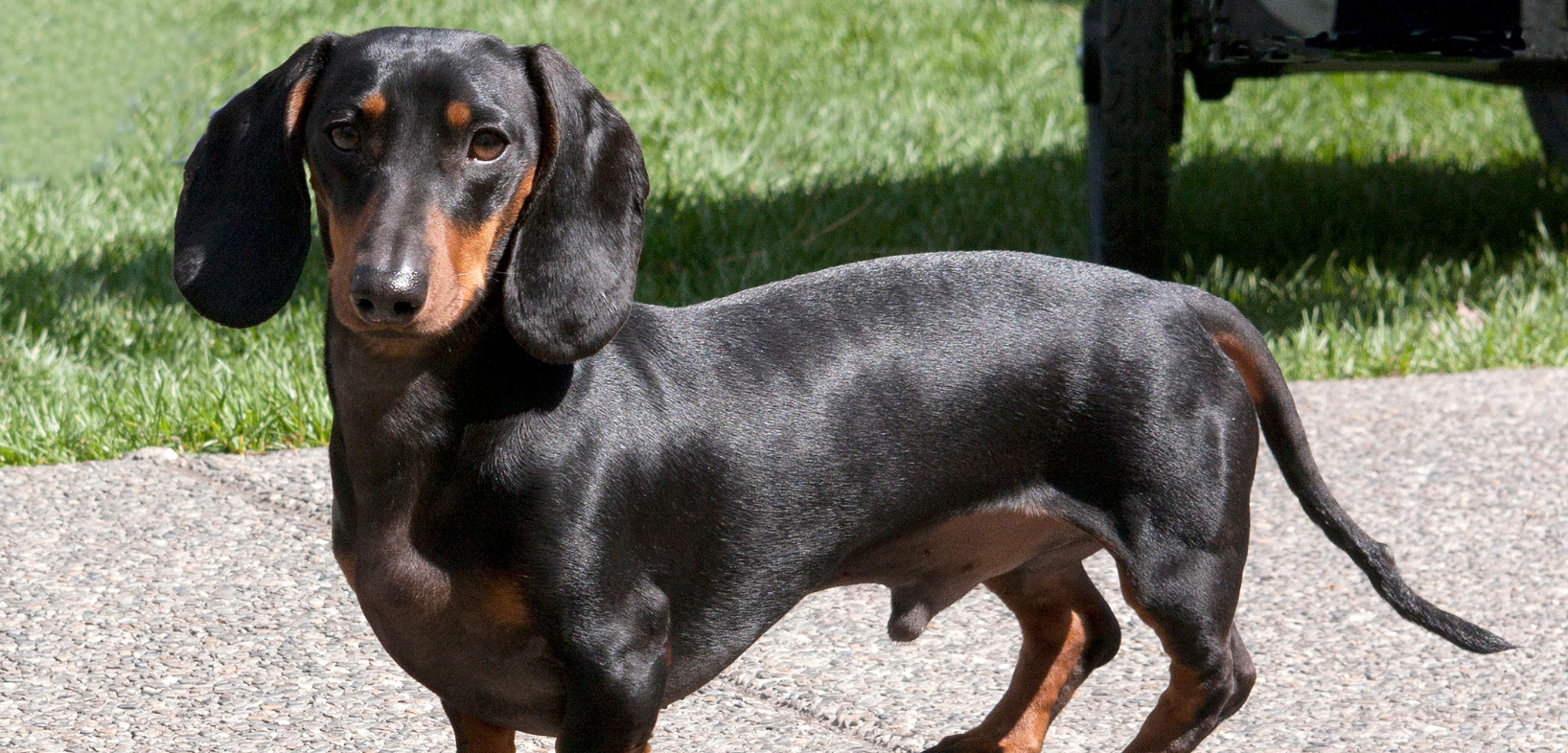 Black and tan Dachshund standing on grass at the edge of a sidewalk
