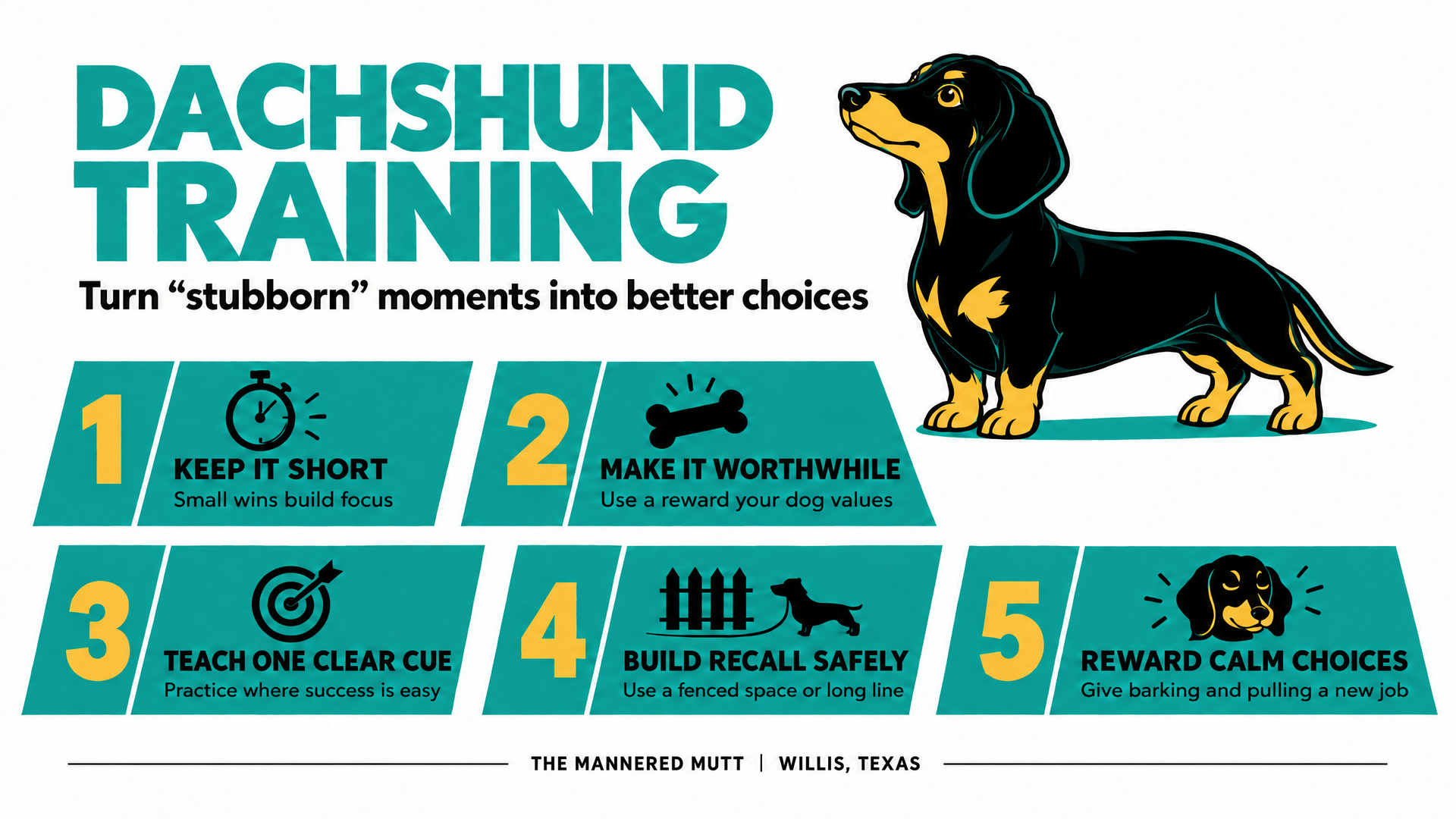 Dachshund training infographic with five steps, from keeping sessions short to rewarding calm choices