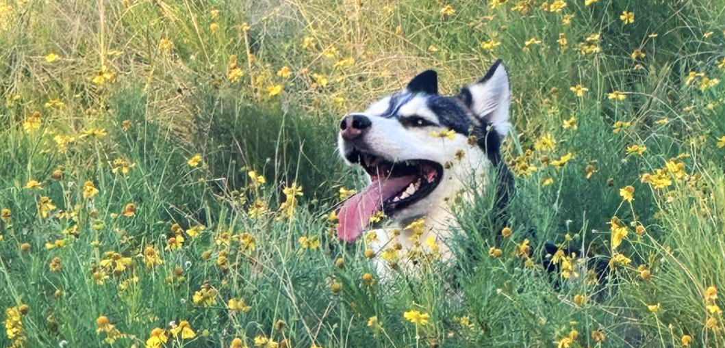 Black and white Husky lying in tall grass and yellow wildflowers with its tongue out