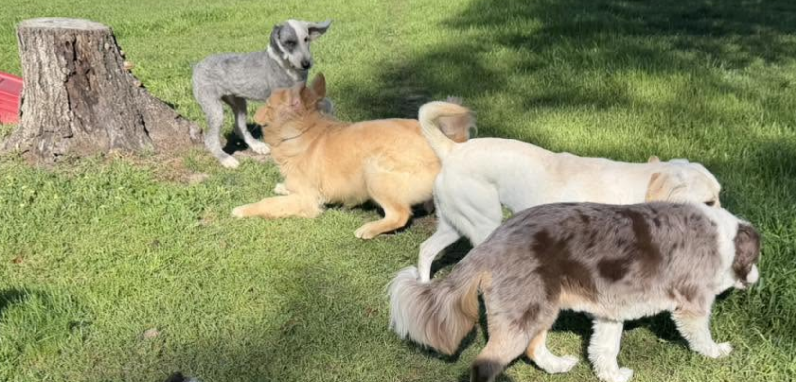 Four dogs of different breeds and colors playing or standing together on a lush green lawn next to a tree stump.