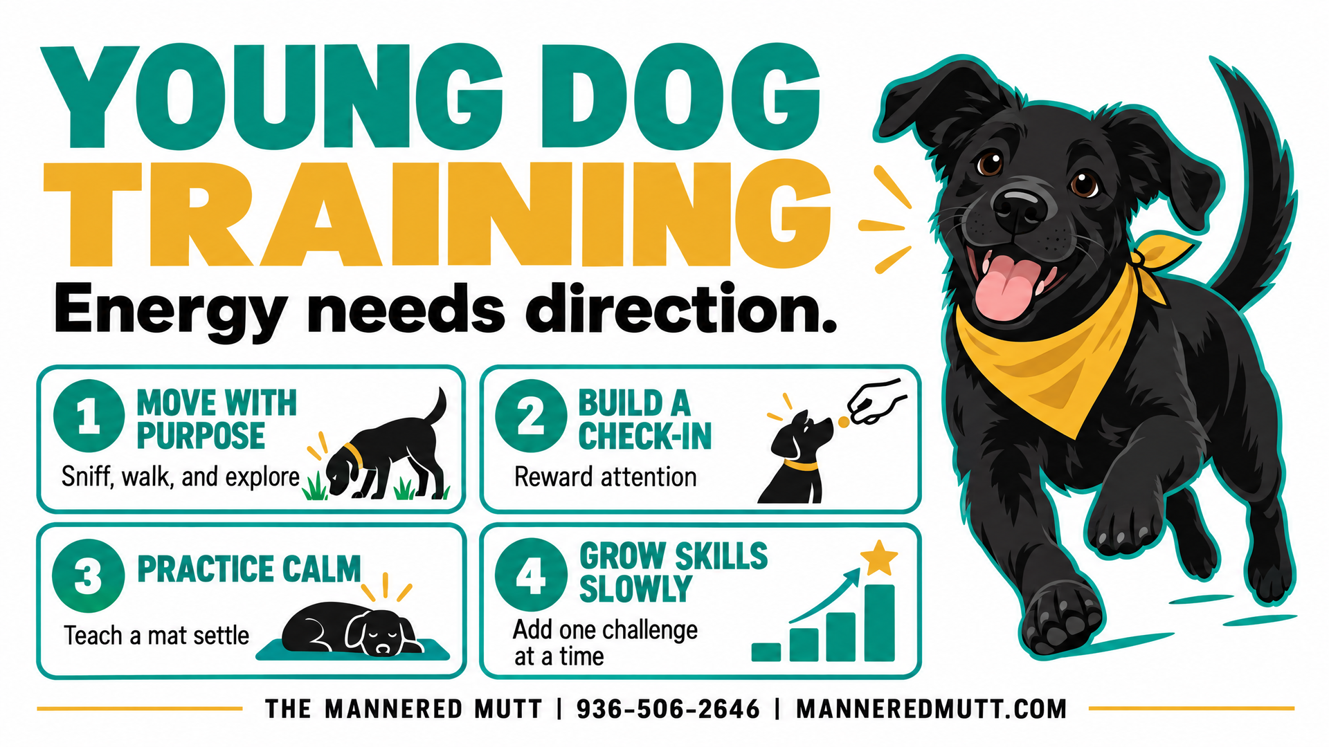 Young dog training infographic with four steps: move with purpose, build a check-in, practice calm, grow skills slowly