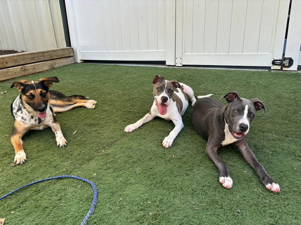 Board and Train dogs resting at The Mannered Mutt in Conroe, TX