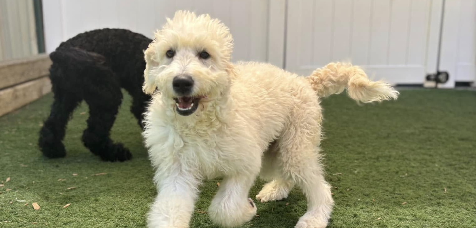A playful cream-colored fluffy Goldendoodle puppy trotting happily outdoors on green turf, with a black dog in the background.
